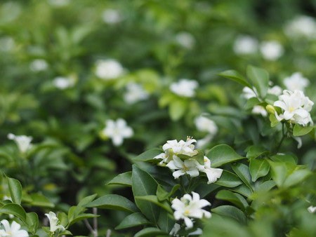 Small white flower (Orange jasmine plant or Satin wood) with green leaves.