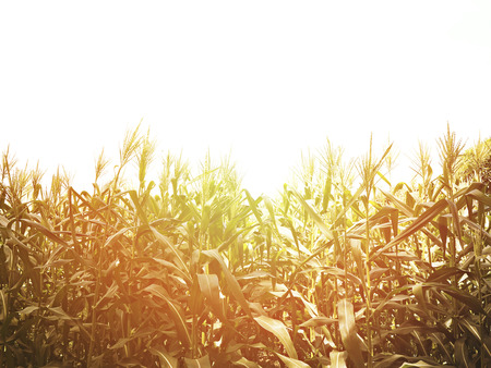 Corn field at sunset with copy space. Vintage filter effectの写真素材