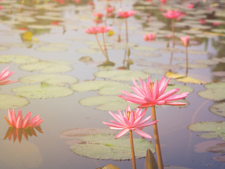 Close up beautiful blooming pink water lilies with green leaves in the pond, vintage filter effect.の写真素材