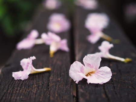 Close up pink trumpet flowers falling down on wooden bench in the park. Natural background.の写真素材