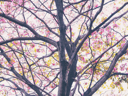 Look up to pink trumpet flowers tree over white background for springtime  or summer, vintage filter effect.の写真素材