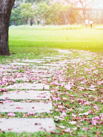 Curved brick path with pink falling trumpet flowers and green grass at public park. Natural spring background.の写真素材