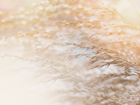 Floral abstract background with copy space. Close up wild grass flowers at the meadow in the morning with soft style.の写真素材