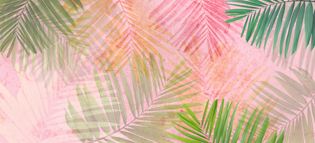 Close up green palm leaves over pink painted grunge concrete wall.. Banner background with copy space.の写真素材