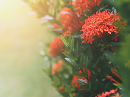 Chinese ixora or ixora cluster with green leaves. Red flowers bush and sunlight.の写真素材