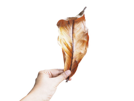Close up woman hand holding dry brown leaf isolated on white background. Autumn concept.