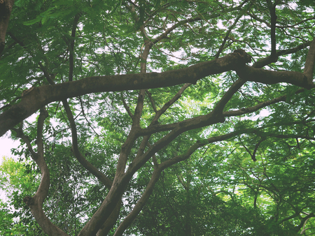 Green leaves and branches of big tree in the park. Nature background. Springtime or summer season, vintage filter effect.の写真素材