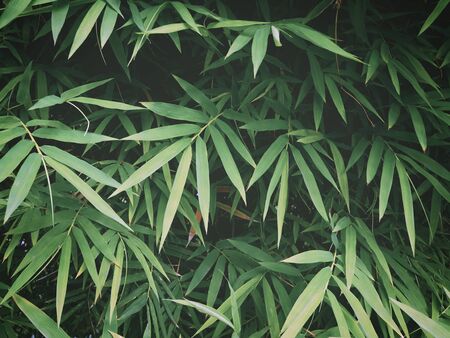 Fresh green bamboo leaves at tropical rain forest. Natural background. Vintage filter effect.の写真素材