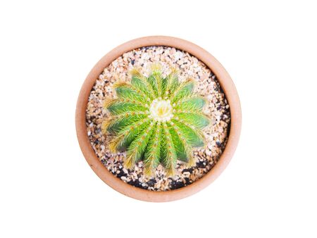 Top view of cactus crown shape in brown flowerpot isolated on white background.の写真素材