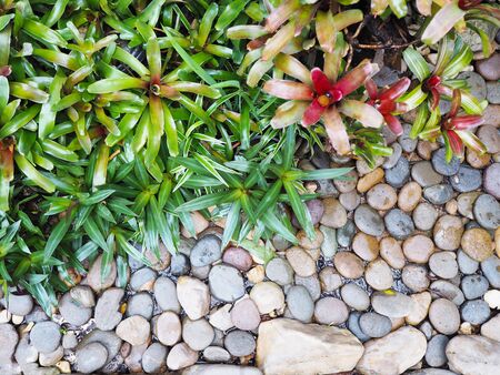Top view of small plant and stone on the ground for garden decoration.の写真素材