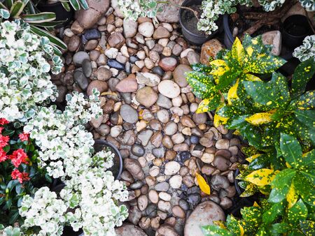 Top view of small plant and stone on the ground for garden decoration.の写真素材
