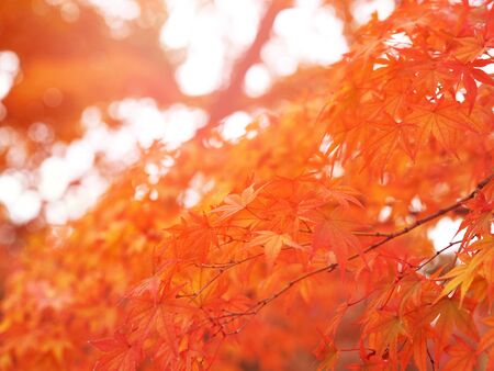 Close up red maple leaves on white and blurred background in Japanese autumn season.