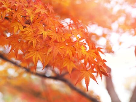 Close up red maple leaves on white and blurred background in Japanese autumn season.