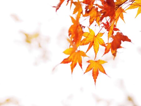 Close up red maple leaves on white and blurred background in Japanese autumn season.