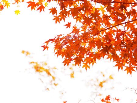 Close up red maple leaves on white and blurred background in Japanese autumn season.