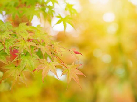 Close up colorful maple leaves on blurred background in Japanese early autumn season.の写真素材