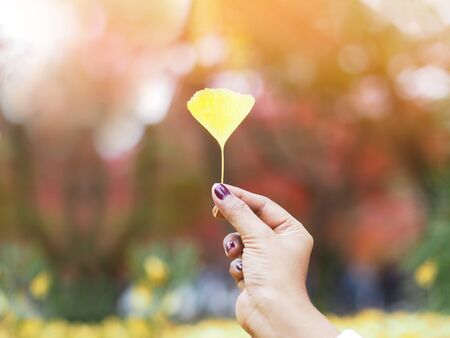 Woman hand holding yellow ginko leaf over autumn forest blur background.の写真素材