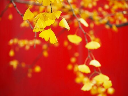 Close up yellow ginkgo leaves and branches over red color in China. Chinese floral background.