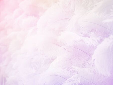 Pastel feather wallpaper texture and soft abstract background.の写真素材