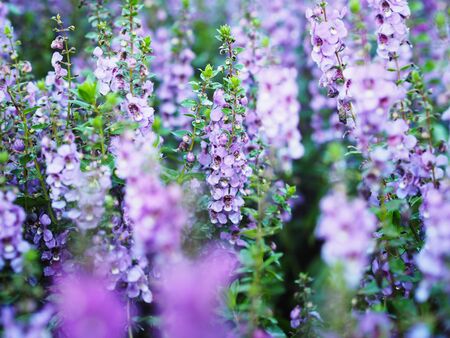 Purple flowers field in the park. Summer or springtime season background. Banner style.の写真素材