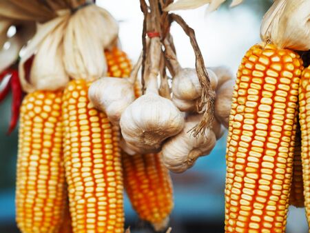 Close up dried garlic in a row on cob hanging under the roof. Preserve food in the country.
