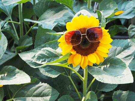 Close up sunflower with sunglasses and green leaves in the field.の写真素材