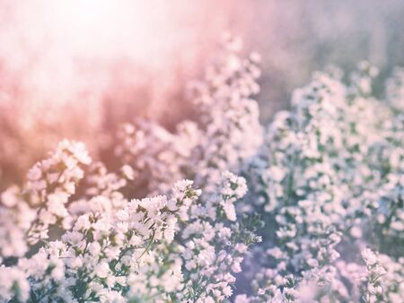 Close up white Italian Asters or Michaelmas Daisy (Aster Amellus) flowers blooming at farm, vintage...