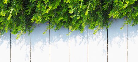 Close up creeper plant green leaves on white vintage wood. Summer or spring background. Banner...