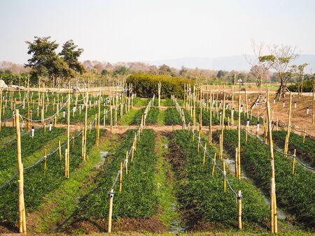 Row of flower plantation and natural spraying water system at outdoor farm in Thailand.