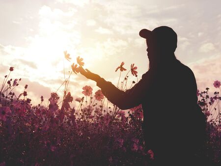 Silhouette woman in pink cosmos flower field at sunset. Tourist in the meadow with dramatic sky background.の写真素材