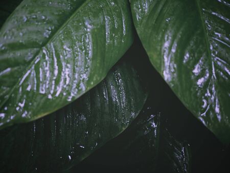 Close up green leaves with water drops for springtime and rainy season background, low key...