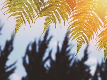 Close up green fern leaves at sunset in the forest. Nature background.