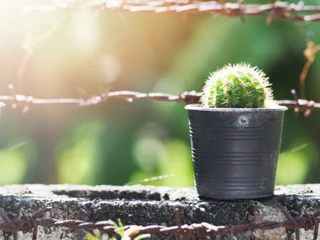 Close up cactus in old black flowerpot on concrete wall with rusty barb green background.の写真素材