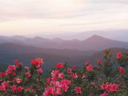 Beautiful pink flowers field over foggy mountain background in the morning.