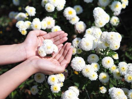 Woman hand holding white Chrysanthemum flowers in bloom at farm.の写真素材
