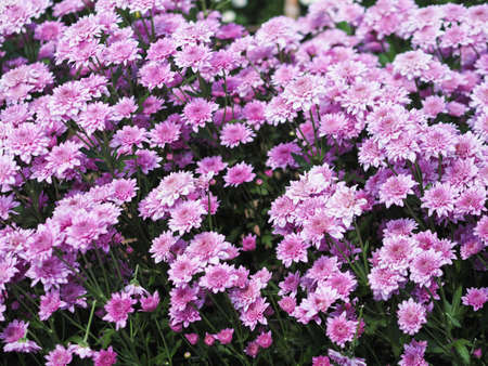Close up beautiful violet Chrysanthemum flowers in a row at plantation  farm.