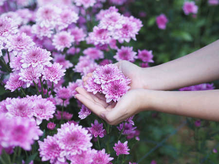 Woman hand holding violet Chrysanthemum flowers in bloom at farm.