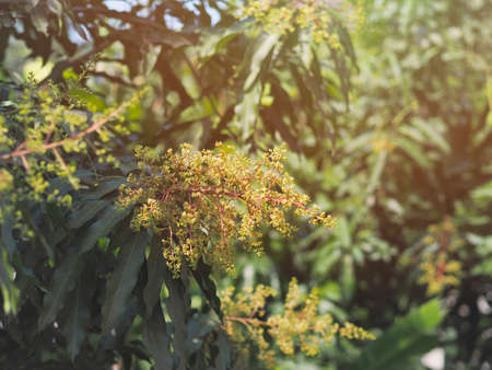 Cloae up blooming flower bouquet and green leaves of mango tree at farm.