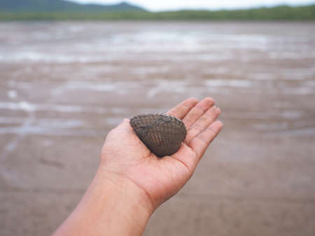 Woman hand holding big cockle at mangrove forest background.