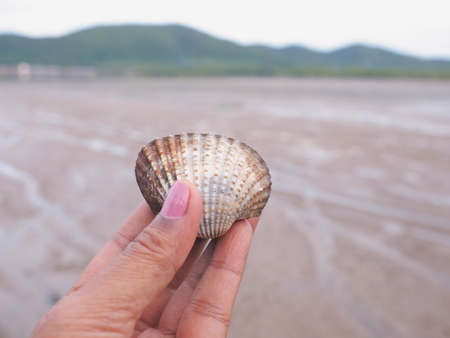 Woman hand holding big cockle at mangrove forest background.の写真素材