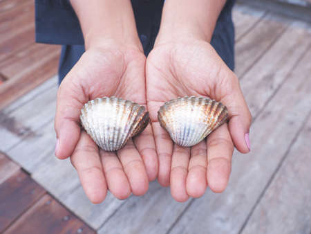 Woman hand holding big cockles over wooden floor background.