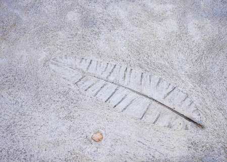Outline of leaf printed on the concrete pavement. Wall or floor background natural decoration.の写真素材