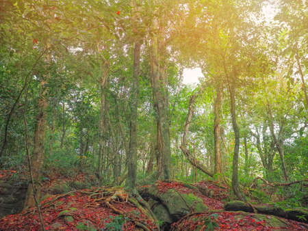 Green trees in woods with red maple leaves fall on the ground. Autumn forest background.
