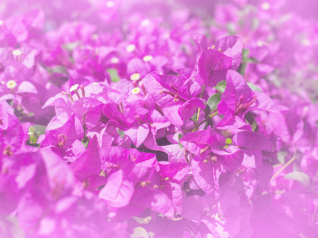 Pink Bougainvillea flower for summer and spring natural backgroundの写真素材