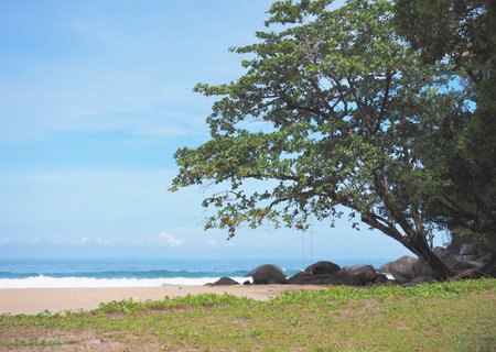 Landscape summer beach background. Big tree over blue sky and sea on island.の写真素材