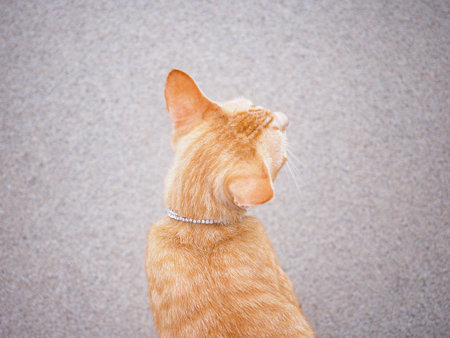 Back view of orange cat head over blurry sandy beach background.の写真素材