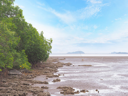 Landscape of green mangrove forest with natural shellfish at low tide in Thailand
