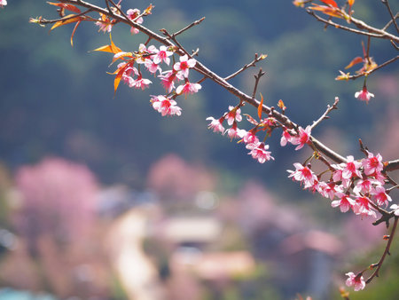 Pink cherry blossoms flower in full bloom over blurry background of Ban Mai Rong Kla Village at viewpoint Phu Lom Lo Mountain, Phitsanulok province, Thailand.の写真素材