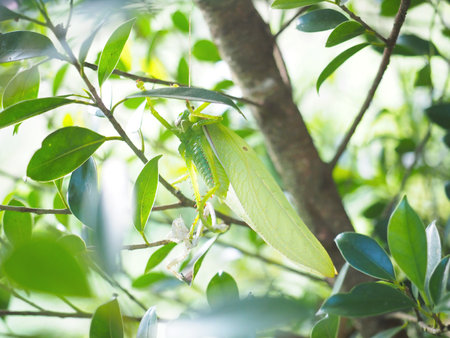 Close up insect molting on green tree. Natural bug life cycle. Biology.の写真素材
