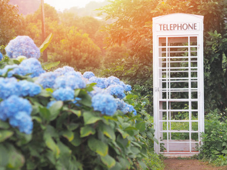 White vintage telephone booth in the park. Metal phone box at hydrangea garden.の写真素材